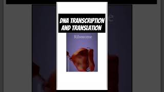 Genetics biologyGenetics class 12 TranscriptionTranslation Process of transcription amp translation [upl. by Adara977]