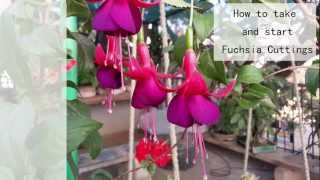 How to Take and Start Fuchsia Cuttings  HD [upl. by Marlena]