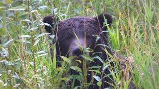 Bella Coola 2023  Grizzly Safari [upl. by Suoivatnod998]