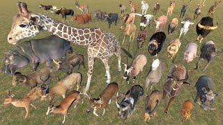 EvenToed Ungulates Animal Weight Comparison  3D Animation  Realistic World Data [upl. by Clifton452]