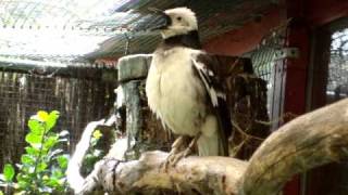 black collared starling sings [upl. by Drannek]