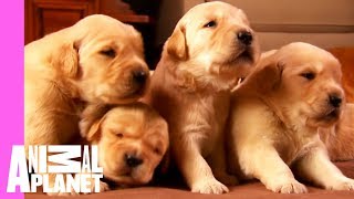 Growing Up Golden Golden Retriever Puppies  Too Cute [upl. by Cartie584]