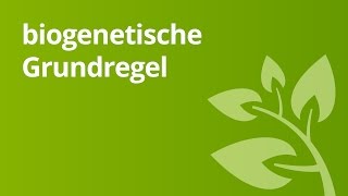 Überblick über die biogenetische Grundregel  Biologie  Genetik [upl. by Wainwright]