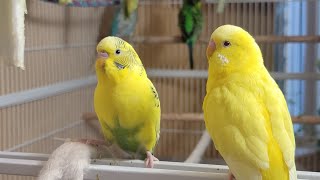 12 Hr Happy Singing amp Eating Parakeet Budgies Birds Reduce Stress of Lonely Quiet Birds [upl. by Mohammed]