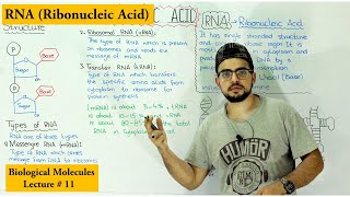 RNA Structure Functions and Types  A type of Nucleic Acid [upl. by Gatian]