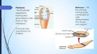 02 Parazoa and metazoa  Chapter 10 Animalia in urdu [upl. by Nolham221]