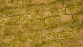 Cytoplasmic Streaming in Elodea [upl. by Aicilef462]