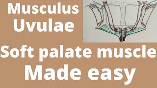 Musculus uvulae  soft palate muscle  soft palate anatomy [upl. by Atenahs854]