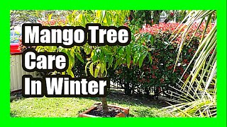 Mango Tree Care In Winter  Protect Mango Plant From Frost and Freezing Temperatures [upl. by Moonier]