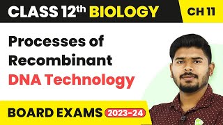 Processes of Recombinant DNA Technology  Biotechnology Principles and Processes  Class 12 Biology [upl. by Alejo]