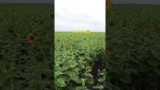 Sunflowerflowers uttarkhand flower song satisfying short oldisgold oldsong [upl. by Ahseele]