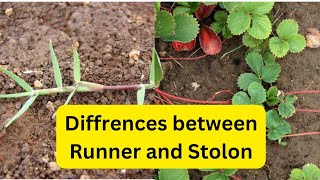 diffrences between Runner and StolonlifeScienceat7pm [upl. by Elinet]