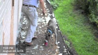 Stray Rescue of St Louis  Rescuing Rubble [upl. by Etaner]