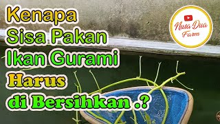 Membersihkan sisa Pakan batang Kangkung untuk Ikan Gurami 80 Ekor [upl. by Gracia420]