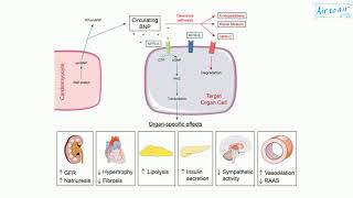 brain natriuretic peptide [upl. by Pallua]