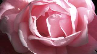 Visualization for Being in the Moment Pink Rose Emergence Meditation [upl. by Bohs]