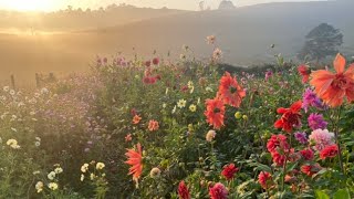 Dahlias grown from seed [upl. by Aderf]