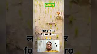 🦎 lizard vs dogs trending​ funny​ saleem​ comedy​ upsc​ motivational​ fun​ [upl. by Araas]