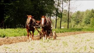 Przodek Konny Tuchów [upl. by Ardnauqal]