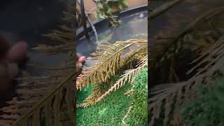 Red eared slider Feeding tips‼️💯 [upl. by Zsamot]