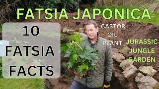 Fatsia Japonica Castor Oil Plant FALSE Castor Oil Plant [upl. by Eeraj]