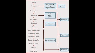 Glands associated with digestion [upl. by Simetra]