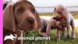 Weimaraner Puppies Get Ready To Celebrate Their First Christmas  Too Cute [upl. by Ecinerev]