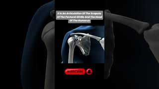 Understanding the Shoulder Joint Anatomy Function and the Glenohumeral Joint Explained [upl. by Ridglee]