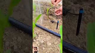 sprinkle water in crops irrigation agriculture sprinkler satisfying [upl. by Ecaroh]