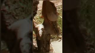 FRILLED NECK LIZARD amazonjungle youtubeshorts facts shortsvideo [upl. by Ahsinod324]