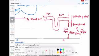 Anti diuretic hormone part1 endocrinology 7  First Aid USMLE Step 1 in UrduHindi [upl. by Suriaj715]