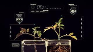 Seasol Tomato Foliage Measurement [upl. by Horst281]