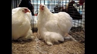 Pekin Bantam white ZwergCochin weiß Kleintierschau Pratteln 2011 [upl. by Leahci]