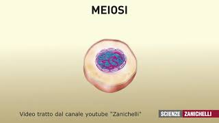 la meiosi tratto da Zanichelli scienze [upl. by Nauqe]