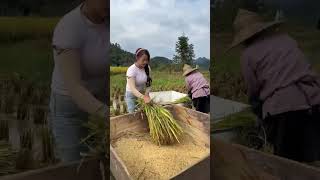 A Day in the Life of a Rice Farmer Hard work [upl. by Yahsat570]