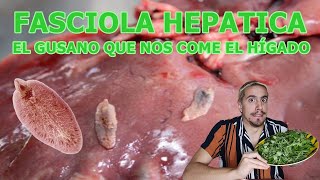 Fasciola hepatica El gusano que nos come el hígado  FEFEFOOD [upl. by Fonzie323]