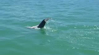 A funny dolphin swimming upsidedown next to our boat [upl. by Suoicerpal848]