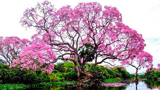 TOP 15 STUNNING and BEAUTIFUL Trees [upl. by Lamdin693]