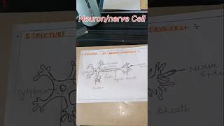 Neuronnerve cell diagrampractice books education [upl. by Nuavahs457]