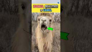 Special Qualities in Camel🐪education subscribe facts amazingfacts animals camel saltlake [upl. by Agiaf]