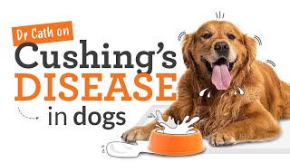 Cushings Disease in Dogs  Symptoms Risks amp Treatment [upl. by Bernadina]