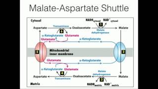 Glycerophosphate Shuttle Mitochondrial NADH Transport [upl. by Asiluy]