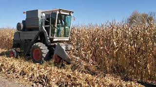 Harvest 2020 Gleaner K and 3 row corn head [upl. by Ariik]