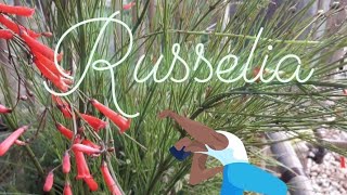 Conheça a Russelia uma planta ideal para seu Jardim [upl. by Reeves]