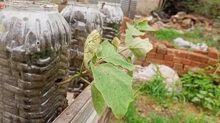 It is very easy to grow brinjal at home in a plastic bottle [upl. by Eohce]