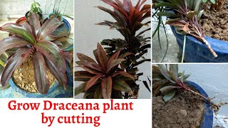 Grow Dracaena Plant by Cutting and Make Dracaena Plant Bushy [upl. by Haraf274]