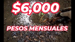 recibe 6000 pesos MENSUALES  programa social  SEMBRANDO VIDA  entérate de como entrar [upl. by Osmond]