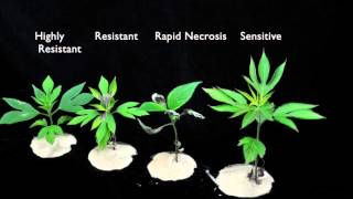 Glyphosate SOA 9 Sensitive vs Resistant Giant Ragweed 2 [upl. by Brock]