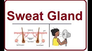 Sweat Glands  Structure and Functions  2024 [upl. by Weir641]