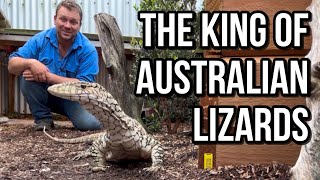 The Perentie  Australia’s Biggest Lizard [upl. by Niattirb]